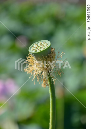 快晴の夏の朝、朝日に輝く蓮の花たち 快晴の夏の朝、朝日に輝く蓮の花たち 80661599