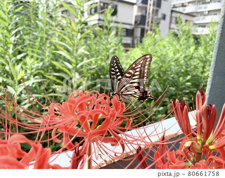 アゲハ蝶と彼岸花 アゲハ蝶と彼岸花 80661758