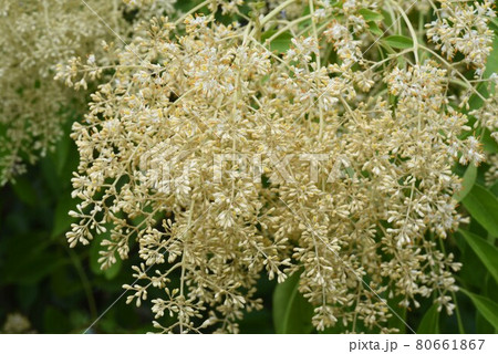 シマトネリコの花の写真素材