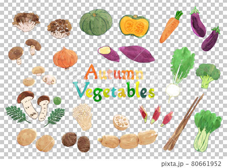 手描き水彩画　秋の野菜のイラストセット 80661952