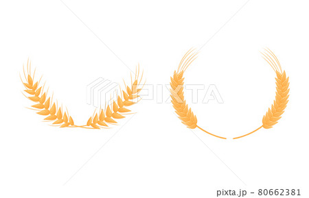 Wheat or Barley Ears Arranged in Laurel Vector Set 80662381