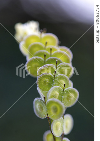 Biscutella is a wild plant in the mountains in the mediterranean. Macro photography. Biscutella is a wild plant in the mountains in the mediterranean. Macro photography. 80662754