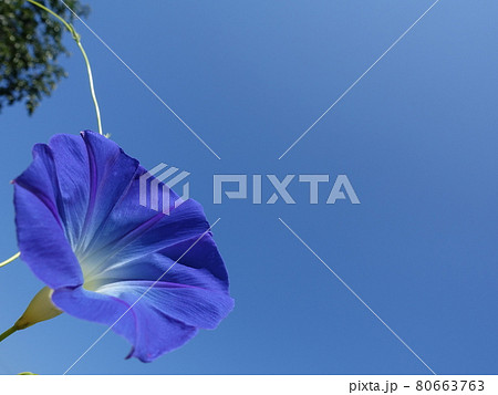 アサガオ　朝顔　あさがお 80663763