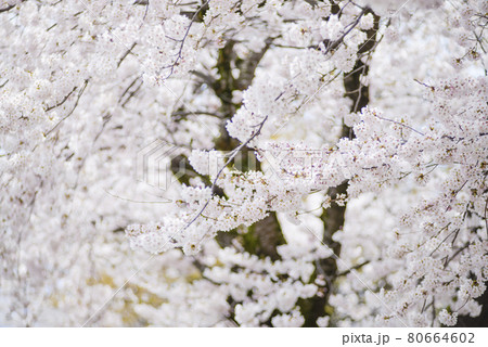 Background with massive blossoming flowers of cherry tree 80664602
