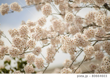 Blossoming flowers of cherry tree against blue sky 80664603