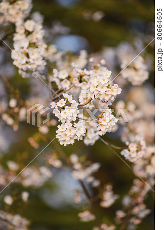 Flowers of cherry tree - shallow focus 80664605