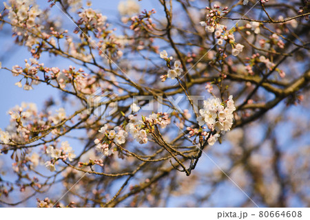 Blossoming flowers of cherry tree against blue sky 80664608
