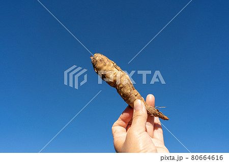 キャッサバの芋 キャッサバの芋 80664616