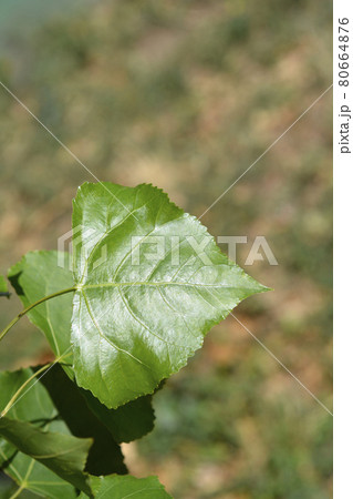 Lombardy poplar 80664876