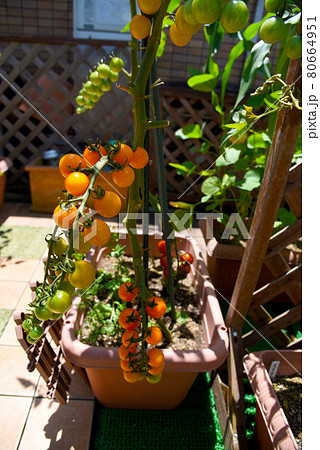 家庭菜園 プランター栽培でおしゃれなオレンジ色のミニトマトの写真素材