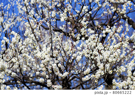 梅　八重野梅 80665222