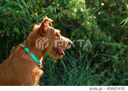 Gorgeous beautiful purebred young serious obedient hunting dog puppy Irish Terrier breed sits on the nature outdoors in summer on the grass, profile portrait 80665430