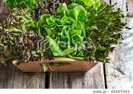 Varieties of Lettuce 80665483