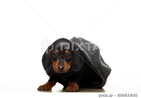 image of dog white background image of dog white background 80665800