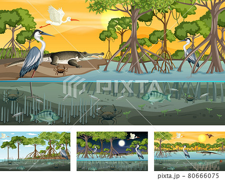 Different Mangrove Forest Landscape Scenes With のイラスト素材 Different Mangrove Forest Landscape Scenes With のイラスト素材