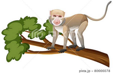 Crab-eating macaque or monkey on tree branch in cartoon style on white background 80666078