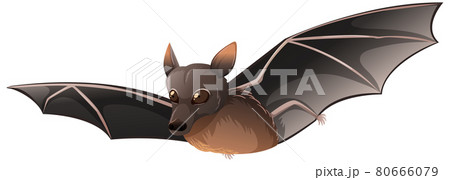 Little Red Bat in cartoon style on white background 80666079