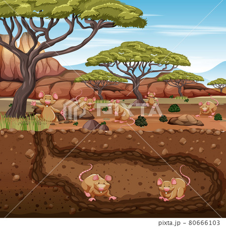Underground animal burrow with rat family 80666103