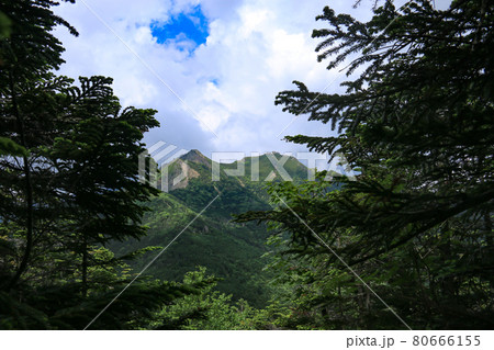 南八ヶ岳　編笠山登山道から権現岳を望む 80666155