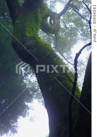 若杉山　朝霧と大木 80666683