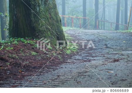 若杉山　帰り道 80666689