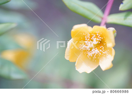 自然風景　オールドレンズ　黄色い花 80666986