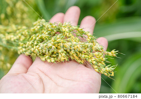 手のひらのキビの穂 80667184