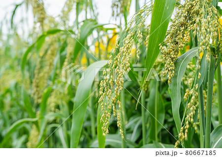 きびの穂 80667185