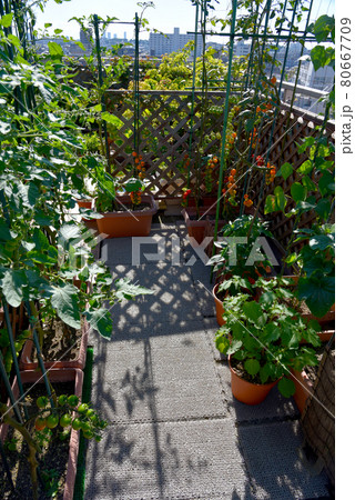 ルーフバルコニーで家庭菜園 プランター栽培のベジタブルガーデン ルーフバルコニーで家庭菜園 プランター栽培のベジタブルガーデン 80667709