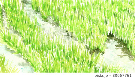 田んぼで育つ穂が出始めた稲穂 水彩画 風景 素材 白バックのイラスト素材