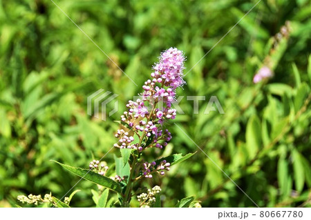 ホザキシモツケ 80667780