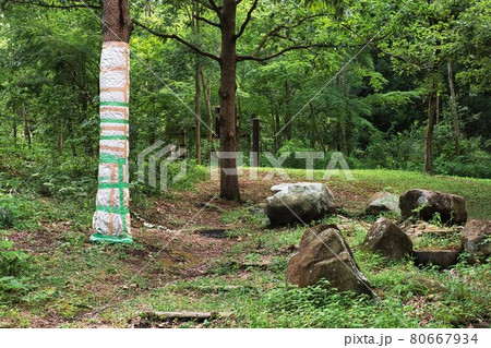 自然公園　ナラ枯れの対策 80667934