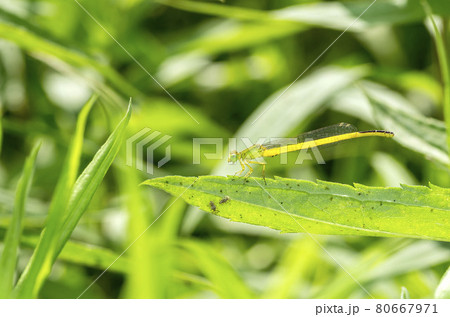 キイトトンボ 80667971