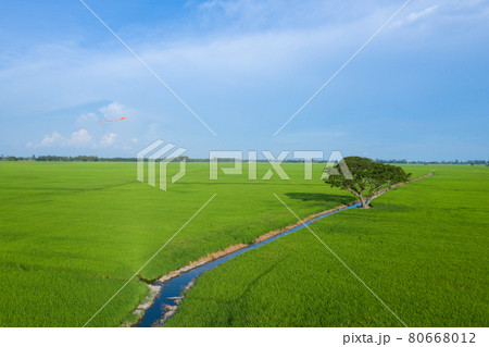 Summer field with kite fly on the sunset sky. Beautiful nature landscape, vacation background, famous travel destination. Peaceful landscape with kites and green fields in the countryside in Vietnam 80668012