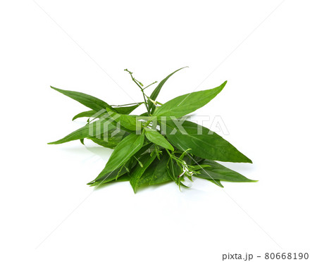 Andrographis paniculata plant on white background. 80668190