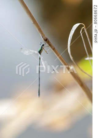 オオアオイトトンボ オオアオイトトンボ 80668672