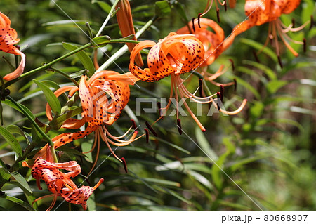 農家の庭先で咲く、オレンジのユリ、オニユリ 80668907