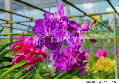 Thailand, Orchid, Outdoors, Flower, Agricultural Field 80669150