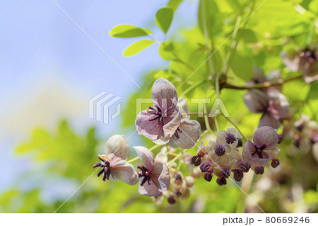 アケビの花 アケビの花 80669246