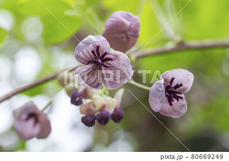 アケビの花 アケビの花 80669249
