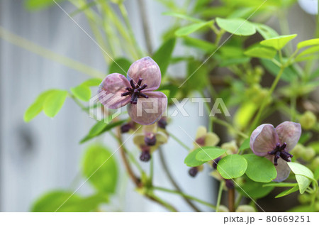 アケビの花 アケビの花 80669251