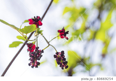 アケビの花 アケビの花 80669254