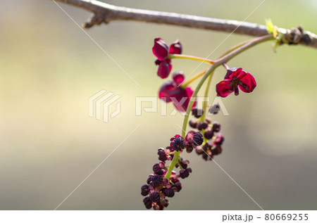 アケビの花 アケビの花 80669255