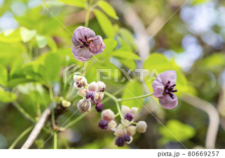 アケビの花 アケビの花 80669257