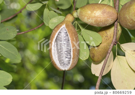 アケビ アケビ 80669259