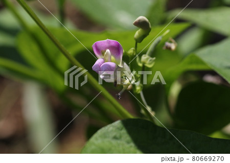小さな薄紫色の、インゲンマメの花 小さな薄紫色の、インゲンマメの花 80669270