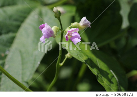 小さな薄紫色の、インゲンマメの花 小さな薄紫色の、インゲンマメの花 80669272
