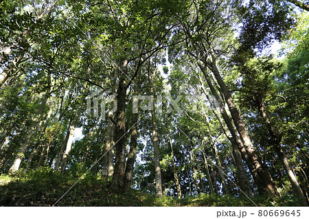 シラカシの大木 80669645