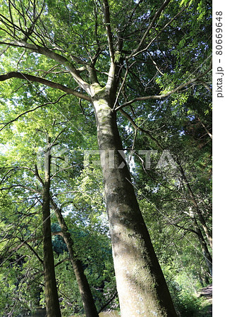 シラカシの大木 80669648