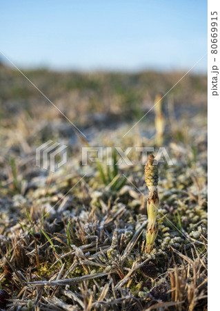 ツクシが成長する季節 80669915